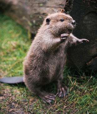 Plantilla de meme Beaver