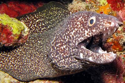 Bewildered Moray Eel meme template