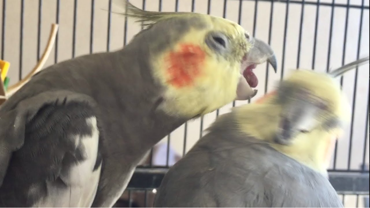 Plantilla de meme Birb Screaming