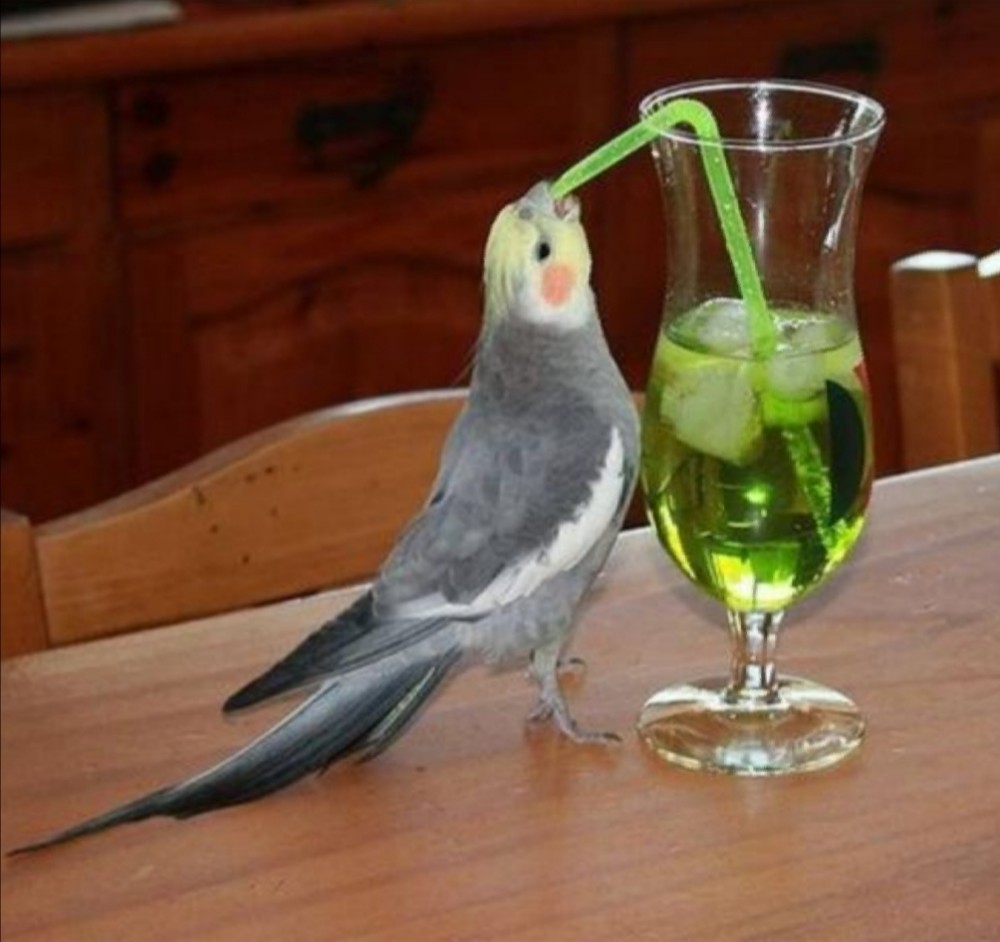 Template meme Bird drinking green juice