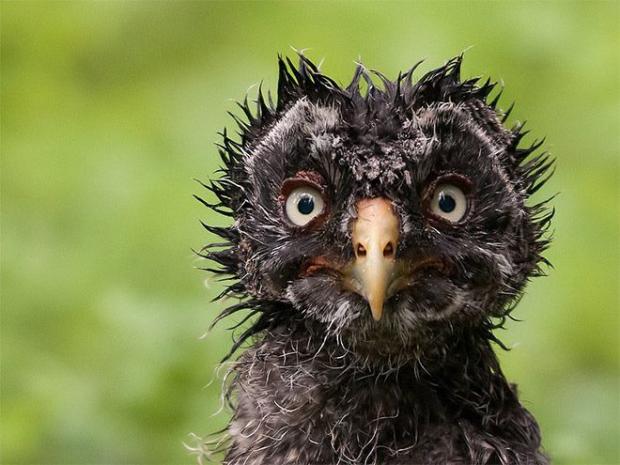 Plantilla de meme Birds of a Feather