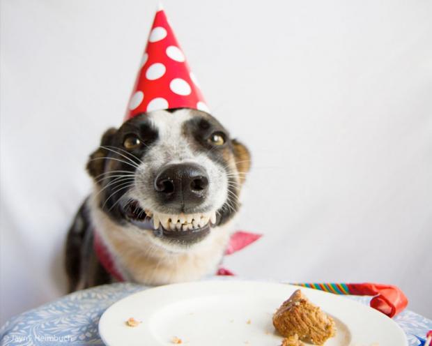 Template meme birthday dog