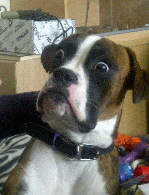 Template meme Blankie the Shocked Dog
