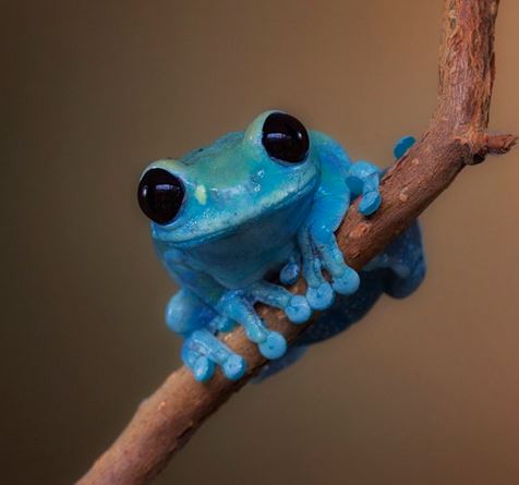 Plantilla de meme blue frog meme