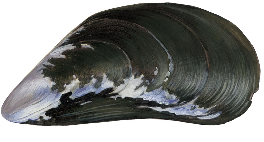 Plantilla de meme Blue mussel