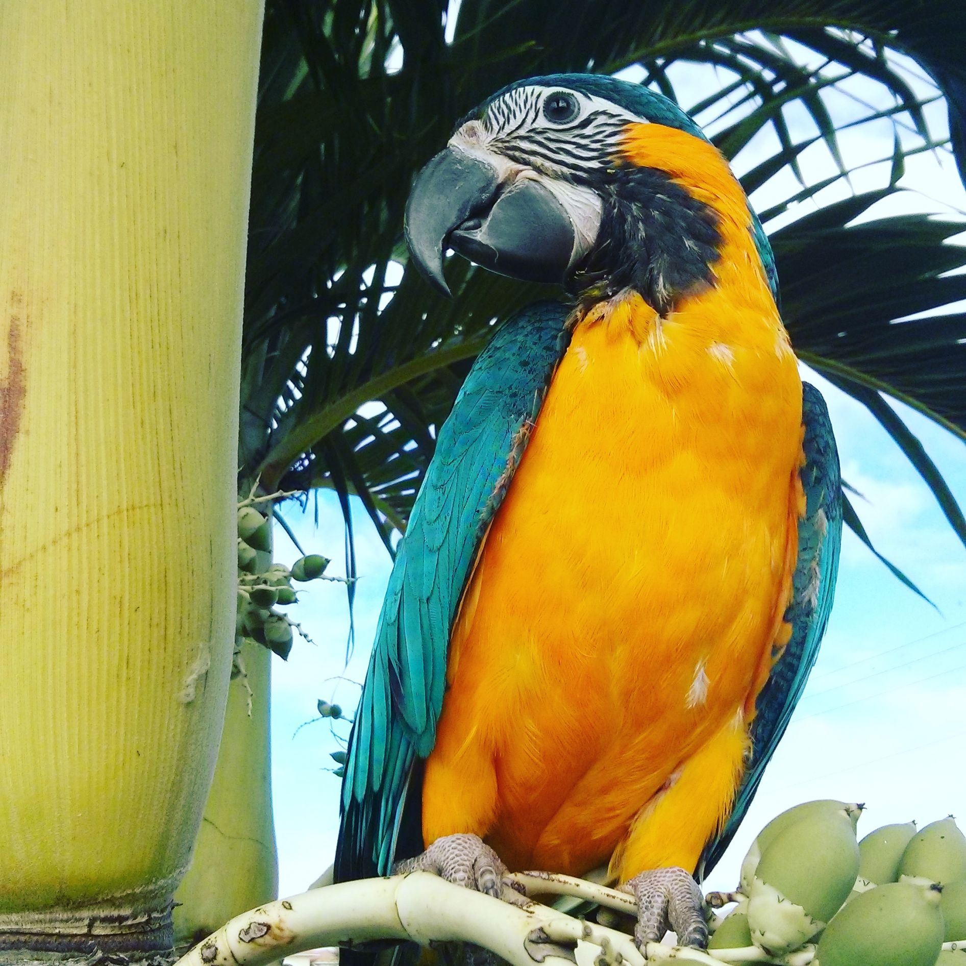 Plantilla de meme Blue-throated macaw