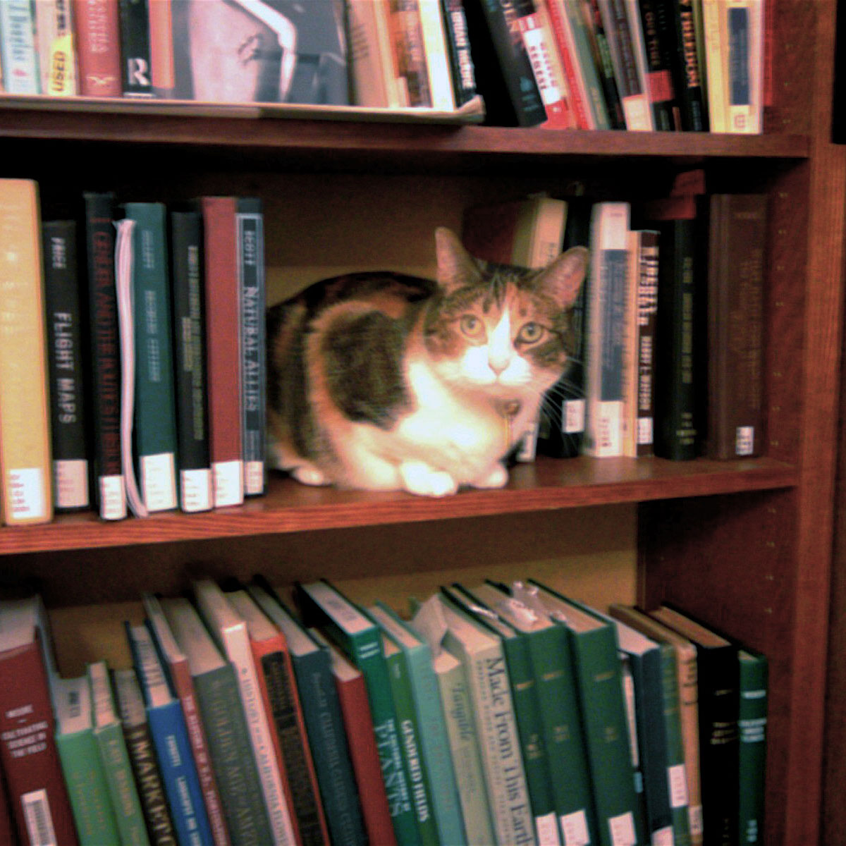 Plantilla de meme Bookshelf Cat