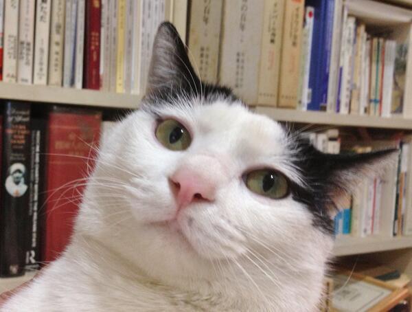 Plantilla de meme bookshelfkitty