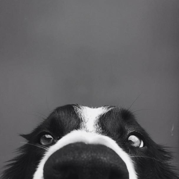 Plantilla de meme border collie