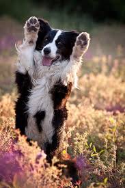 Plantilla de meme Border Collie High Five