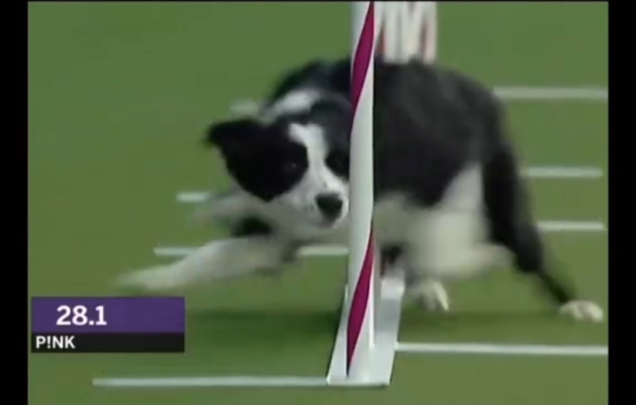 Plantilla de meme Border Collie Slalom