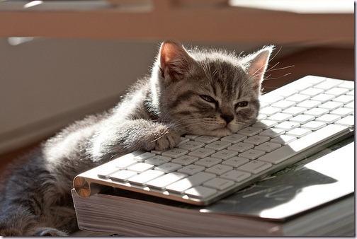 Plantilla de meme Bored Keyboard Cat