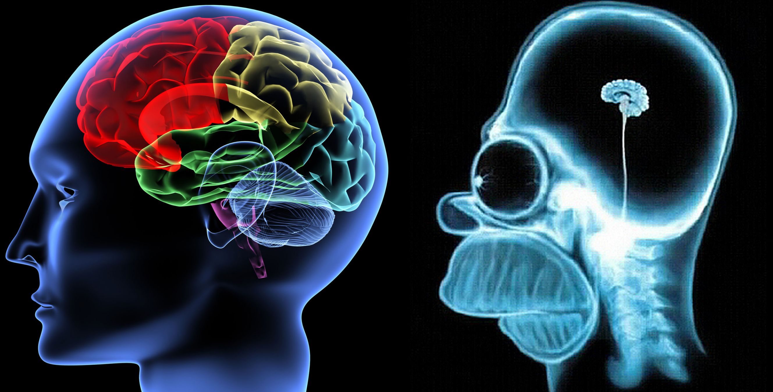 Plantilla de meme Brain versus Homer Brain