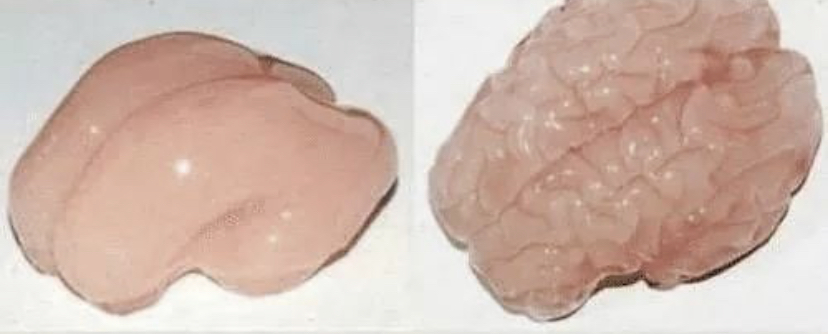 Brains meme template