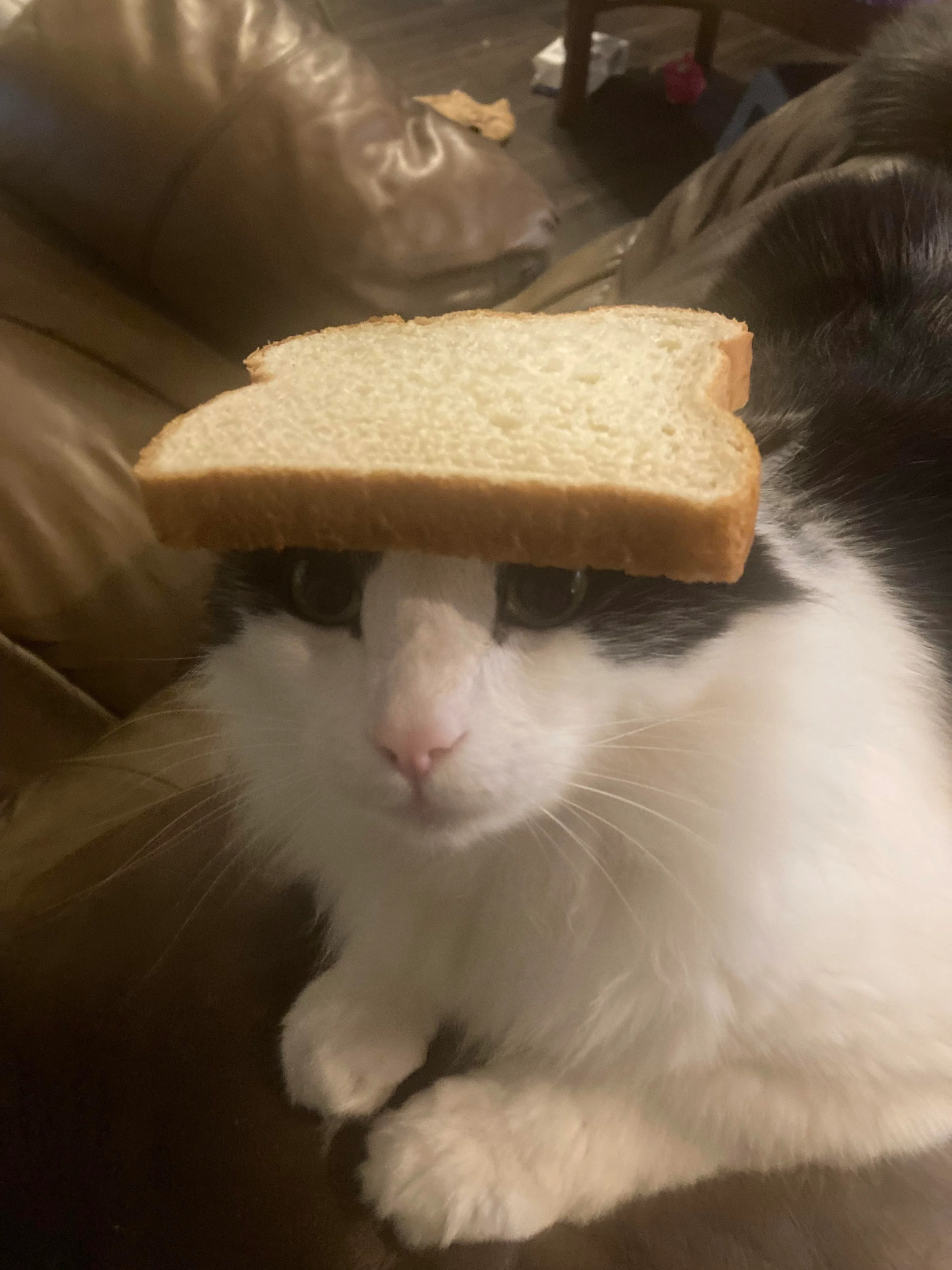 Plantilla de meme bread cat