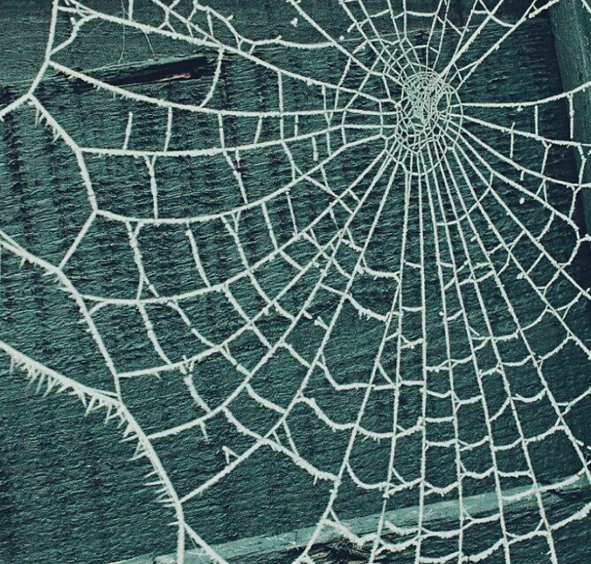 Plantilla de meme Broken Glass or Cobweb?