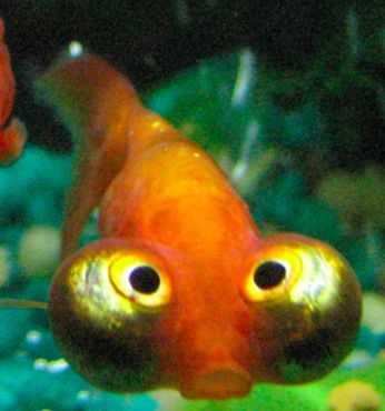 Plantilla de meme bug eye guppy
