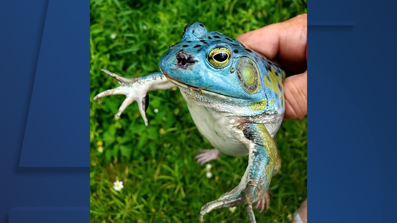 Plantilla de meme bullfrog