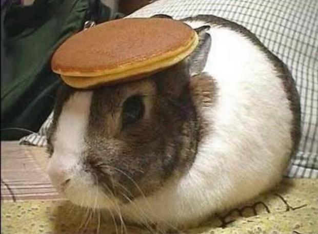 Plantilla de meme bunny pancake