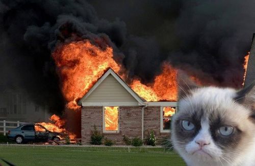 Template meme Burn Kitty