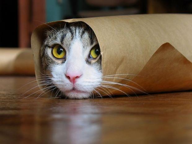 Template meme Burrito Cat