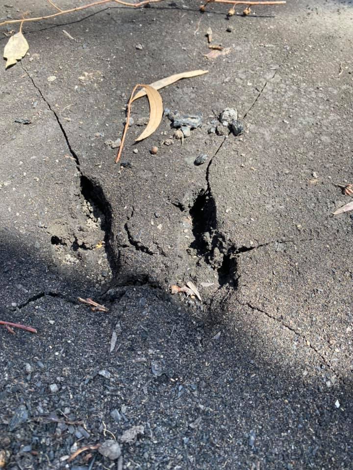 Template meme Bushfire kangaroo fossil