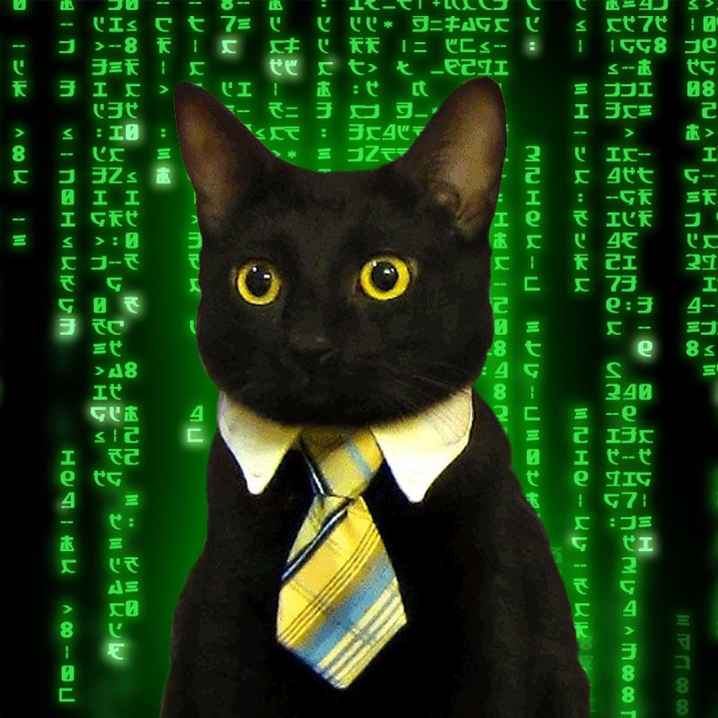 Template meme Business Cat Matrix