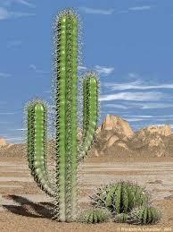 cactus meme template