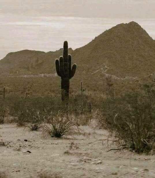 Cactus finger meme template