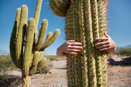 Cactus Love meme template