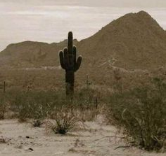Cactus middle finger meme template