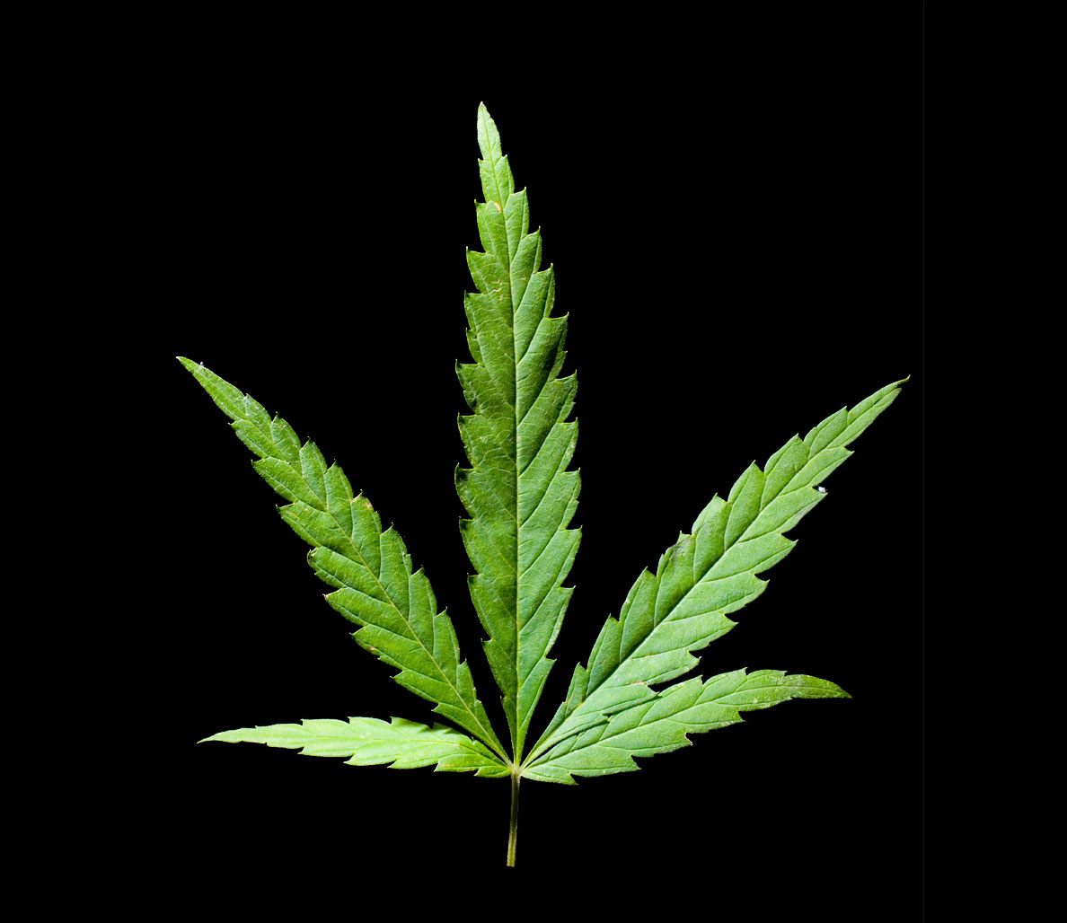 Plantilla de meme Cannabis/Marijuana leaf