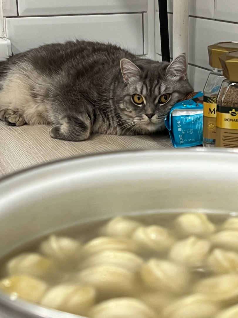 Plantilla de meme Cat and a pot of dumplings.