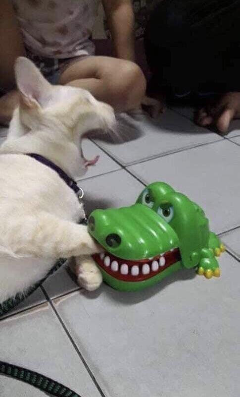 Plantilla de meme Cat and Alligator