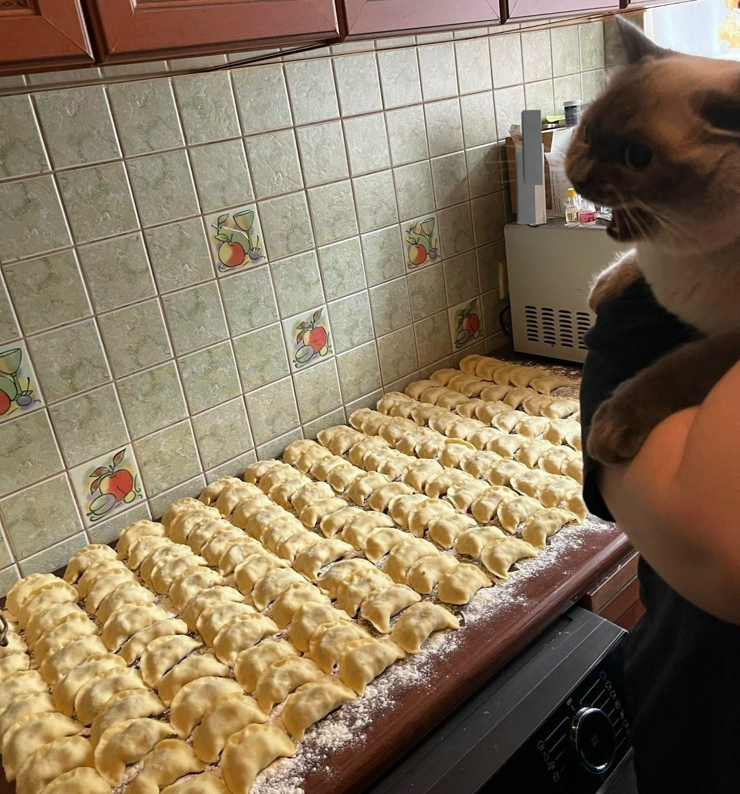 Plantilla de meme cat and dumplings