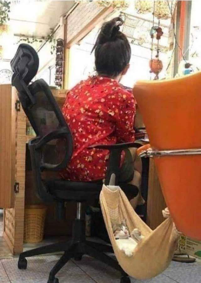 Cat at work in hammock meme template