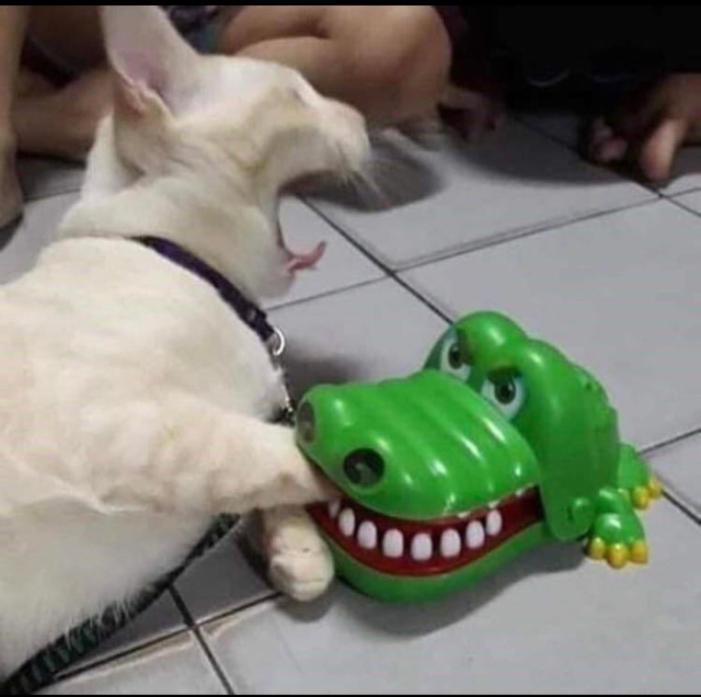 Plantilla de meme Cat bitten by toy alligator