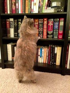 Plantilla de meme Cat Bookshelf