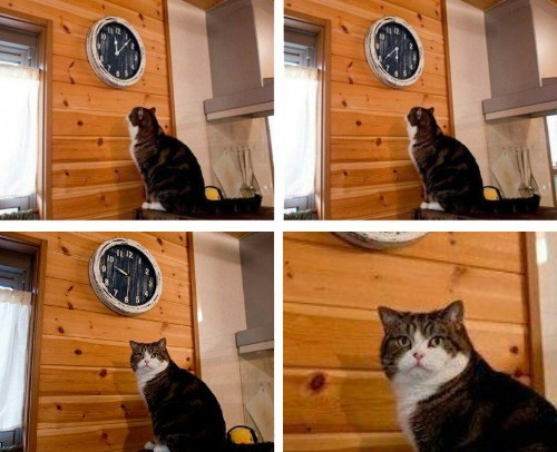 Plantilla de meme Cat clock its time