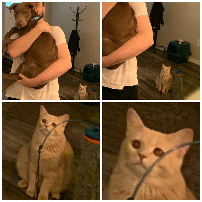 Plantilla de meme Cat crying meme