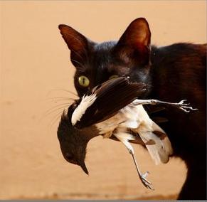 Plantilla de meme Cat eating magpie