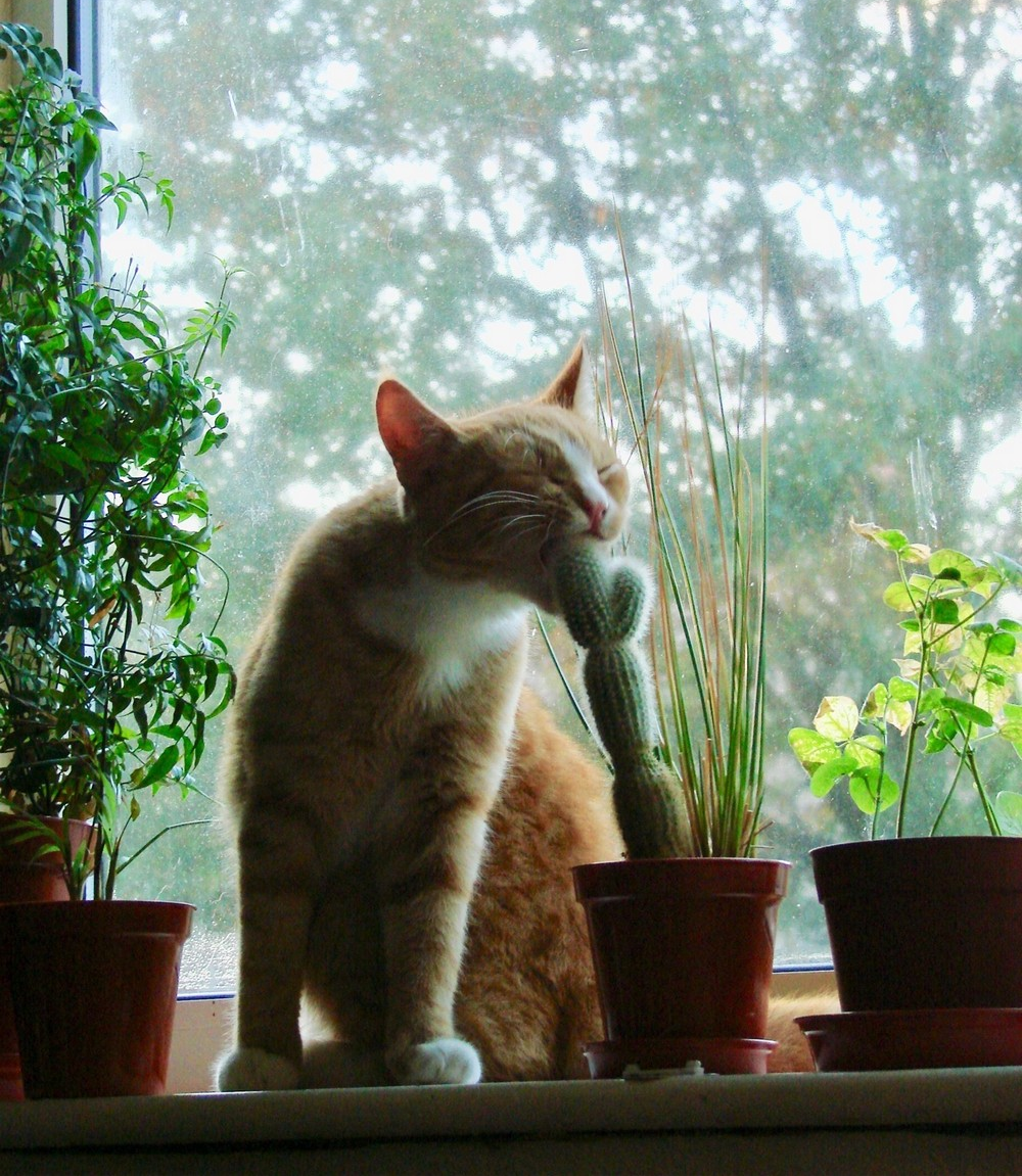 cat eats cactus meme template