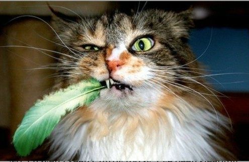 Plantilla de meme cat feathers