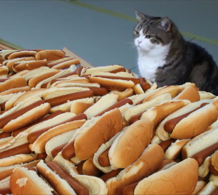Template meme Cat Hot Dogs