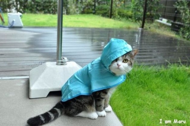 Plantilla de meme cat in raincoat