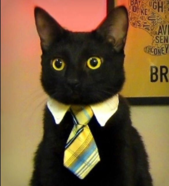 Plantilla de meme Cat in Tie