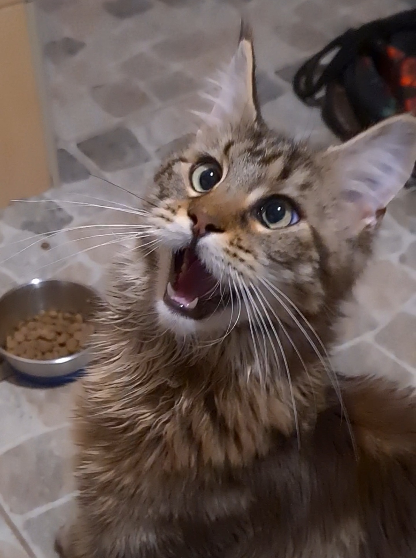 Plantilla de meme Cat Meme