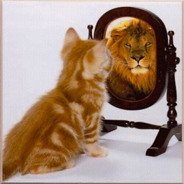 Plantilla de meme cat mirror lion