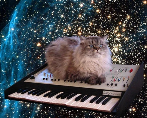 Plantilla de meme cat on a keyboard in space