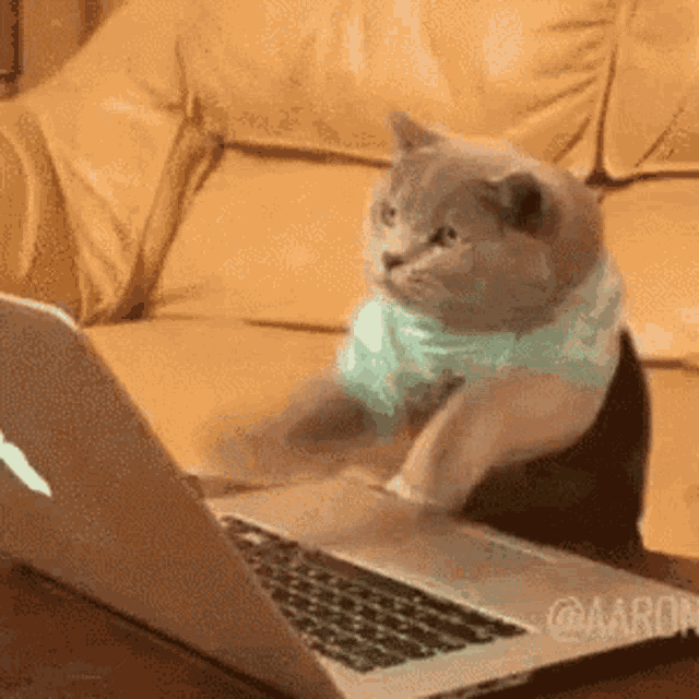 Plantilla de meme cat on keyboard